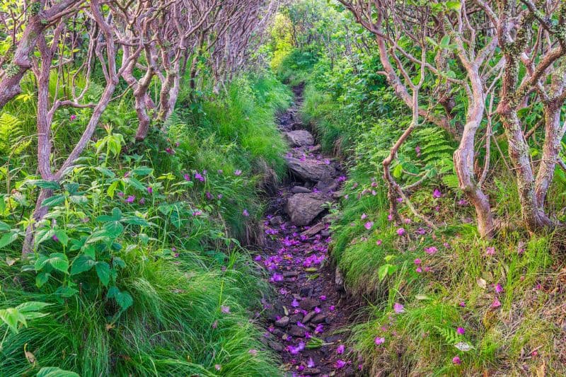forest path forest path with purple flower petals