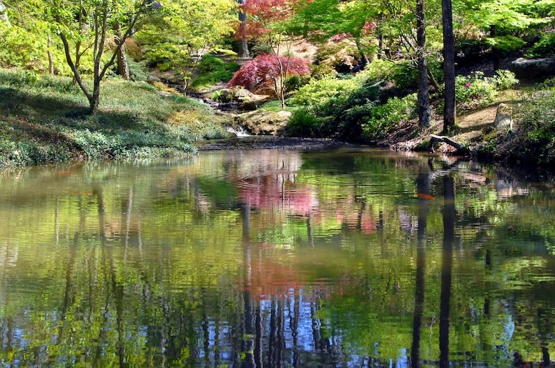 reflective pond in a woodland area